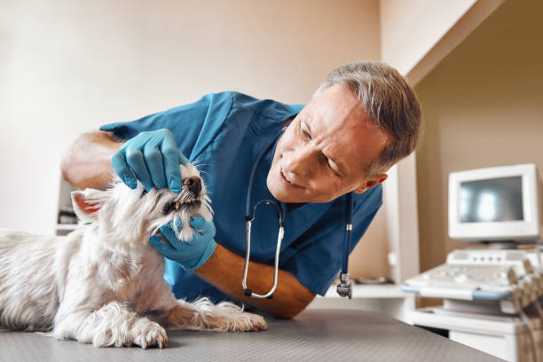 Best Urgent Tooth Repair  in St Albans, VT